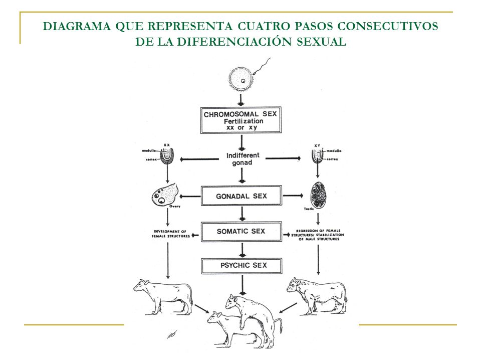 DIAGRAMA QUE REPRESENTA CUATRO PASOS CONSECUTIVOS DE LA DIFERENCIACIÓN SEXUAL