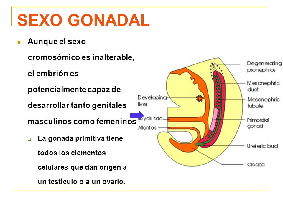 SEXO GONADAL Aunque el sexo cromosómico es inalterable, el embrión es potencialmente capaz de desarrollar tanto genitales masculinos como femeninos.