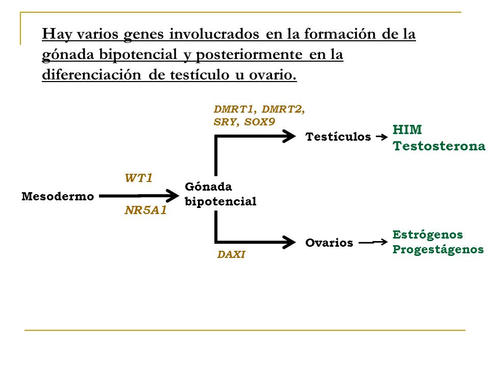 Hay varios genes involucrados en la formación de la gónada bipotencial y posteriormente en la diferenciación de testículo u ovario.
