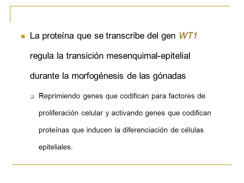 La proteína que se transcribe del gen WT1 regula la transición mesenquimal-epitelial durante la morfogénesis de las gónadas