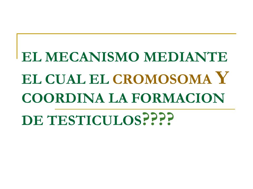 EL MECANISMO MEDIANTE EL CUAL EL CROMOSOMA Y COORDINA LA FORMACION DE TESTICULOS