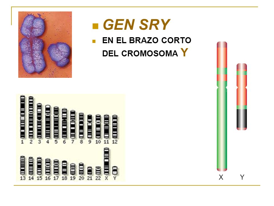 GEN SRY EN EL BRAZO CORTO DEL CROMOSOMA Y