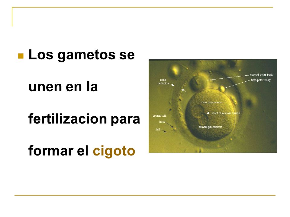 Los gametos se unen en la fertilizacion para formar el cigoto