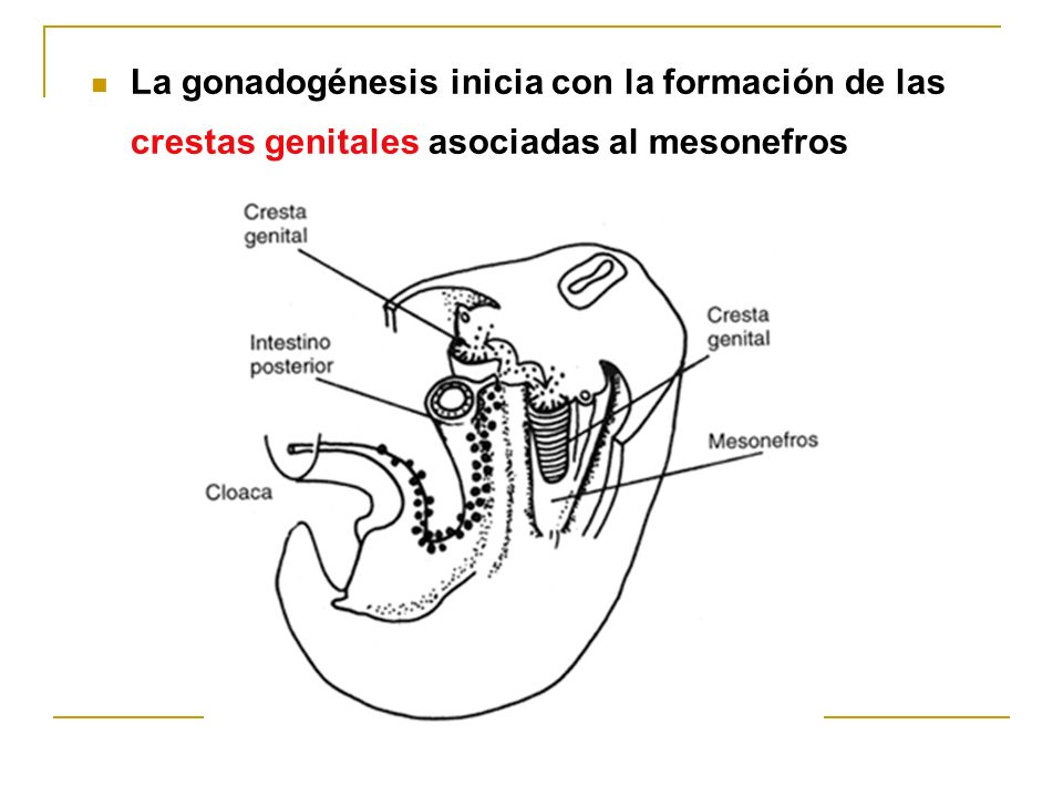 La gonadogénesis inicia con la formación de las crestas genitales asociadas al mesonefros