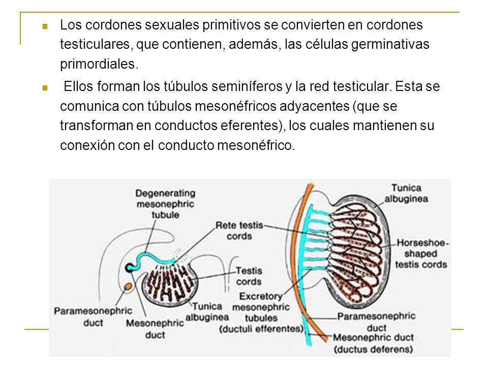 Los cordones sexuales primitivos se convierten en cordones testiculares, que contienen, además, las células germinativas primordiales.