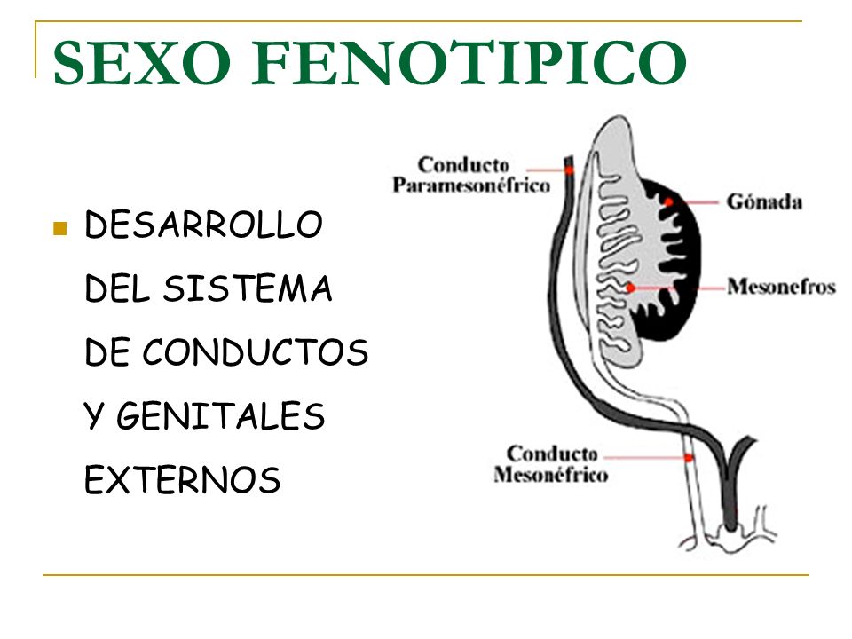 SEXO FENOTIPICO DESARROLLO DEL SISTEMA DE CONDUCTOS Y GENITALES EXTERNOS