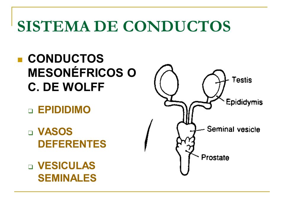 SISTEMA DE CONDUCTOS CONDUCTOS MESONÉFRICOS O C. DE WOLFF EPIDIDIMO