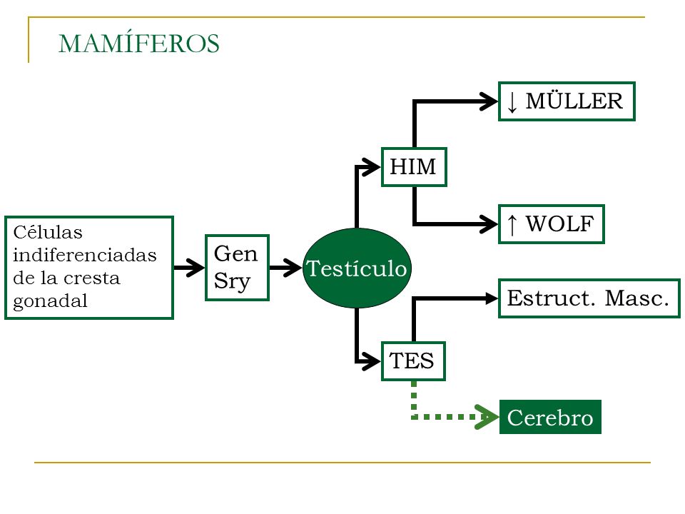 MAMÍFEROS ↓ MÜLLER HIM ↑ WOLF Gen Testículo Sry Estruct. Masc. TES