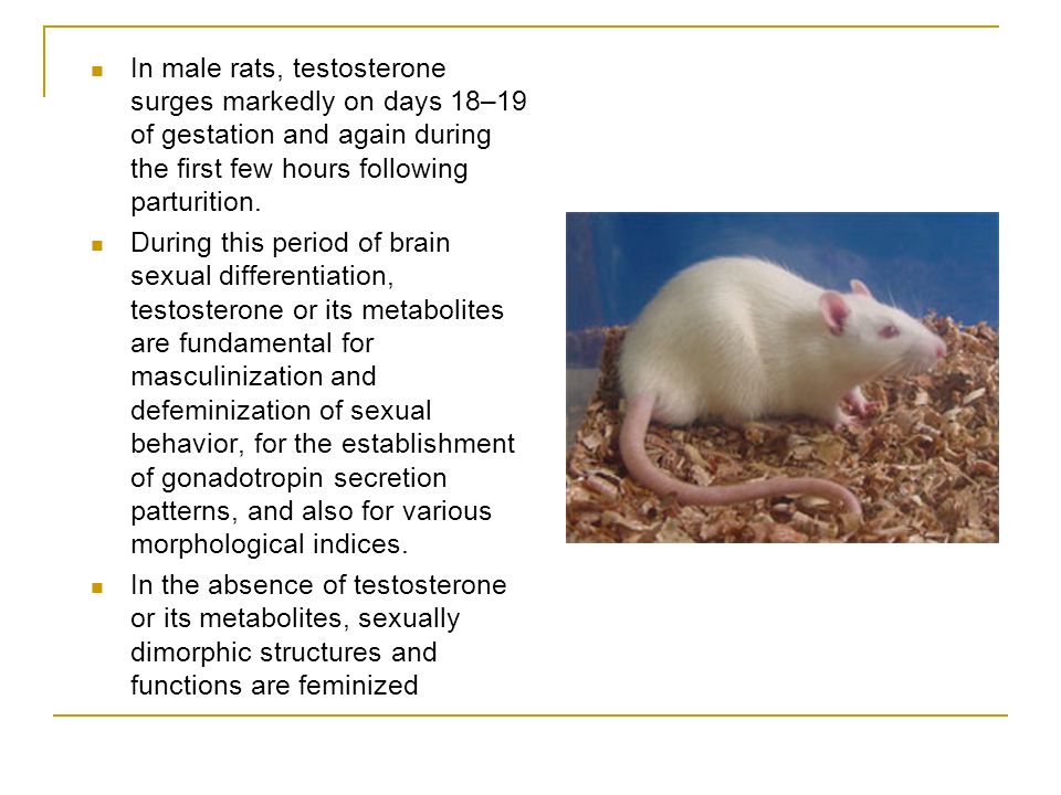 In male rats, testosterone surges markedly on days 18–19 of gestation and again during the first few hours following parturition.