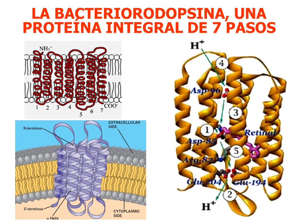 LA BACTERIORODOPSINA, UNA PROTEÍNA INTEGRAL DE 7 PASOS
