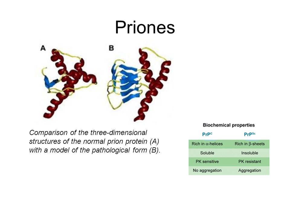 Priones Comparison of the three-dimensional structures of the normal prion protein (A) with a model of the pathological form (B).