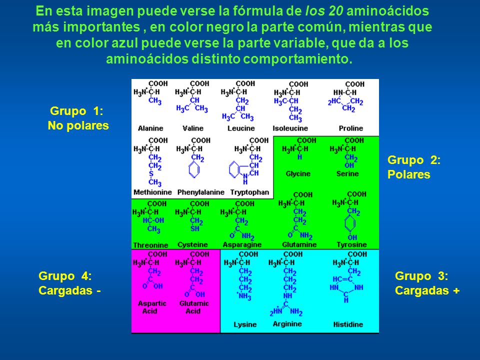En esta imagen puede verse la fórmula de los 20 aminoácidos más importantes , en color negro la parte común, mientras que en color azul puede verse la parte variable, que da a los aminoácidos distinto comportamiento.