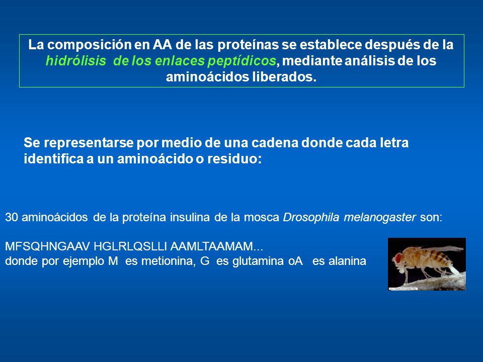 La composición en AA de las proteínas se establece después de la hidrólisis de los enlaces peptídicos, mediante análisis de los aminoácidos liberados.