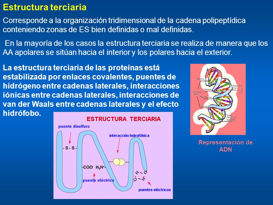 Estructura terciaria Corresponde a la organización tridimensional de la cadena polipeptídica conteniendo zonas de ES bien definidas o mal definidas.