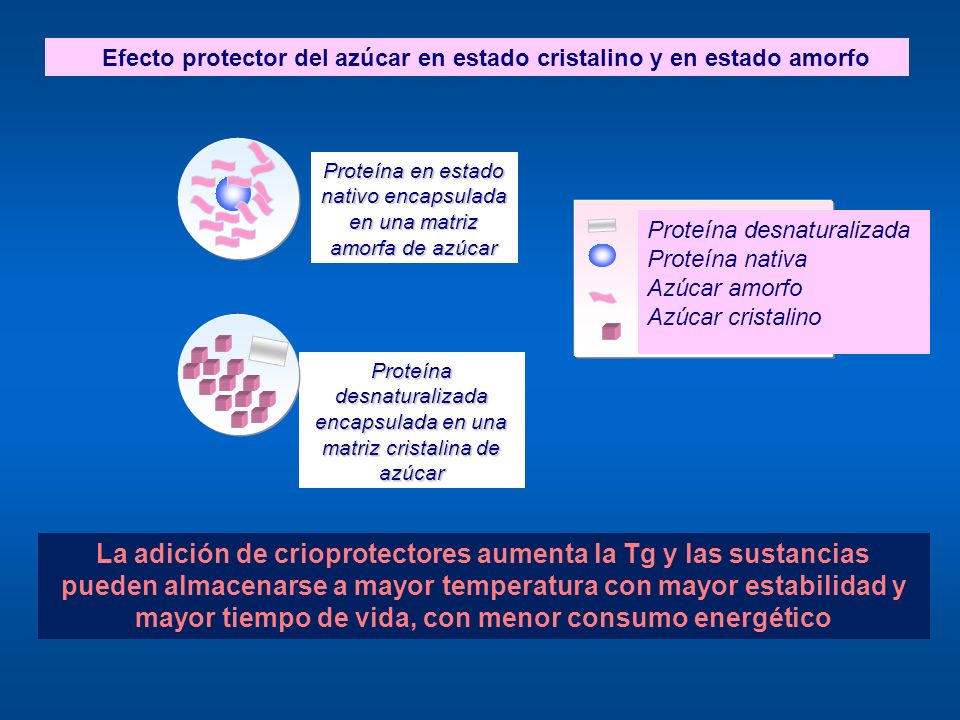 Proteína en estado nativo encapsulada en una matriz amorfa de azúcar