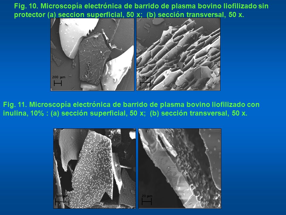 Fig. 10. Microscopía electrónica de barrido de plasma bovino liofilizado sin protector (a) seccion superficial, 50 x; (b) sección transversal, 50 x.