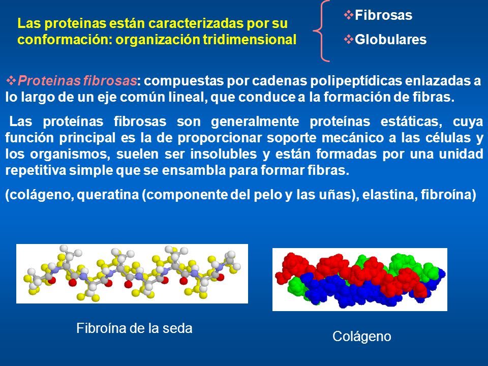 Fibrosas Globulares. Las proteinas están caracterizadas por su conformación: organización tridimensional.