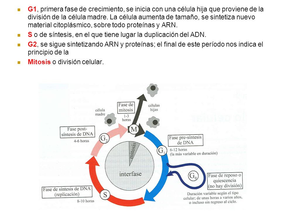 G1, primera fase de crecimiento, se inicia con una célula hija que proviene de la división de la célula madre. La célula aumenta de tamaño, se sintetiza nuevo material citoplásmico, sobre todo proteínas y ARN.