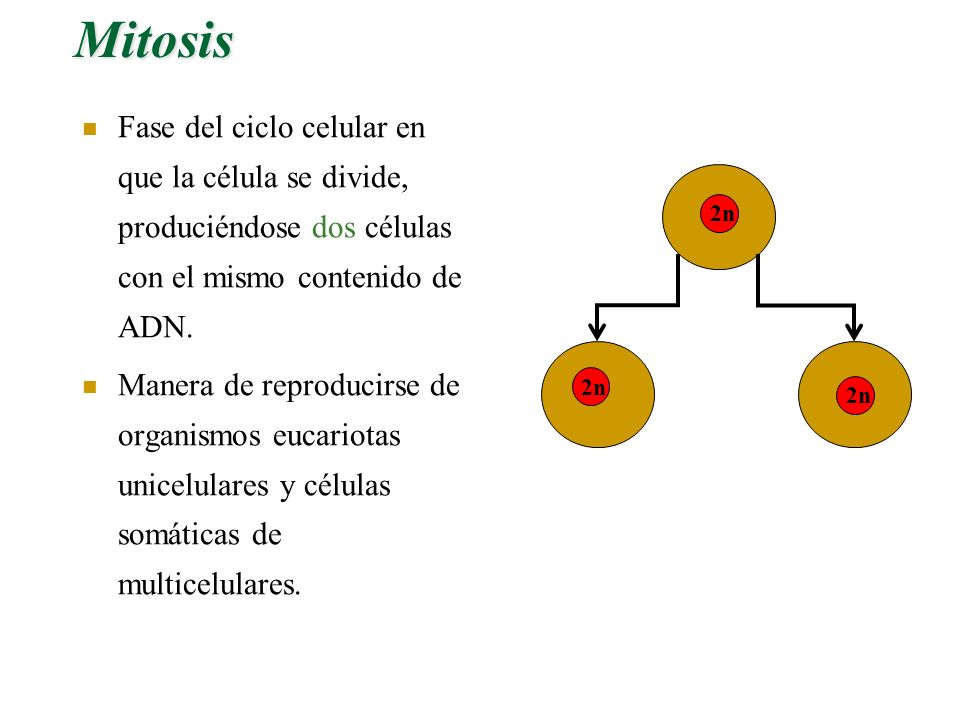 Mitosis Fase del ciclo celular en que la célula se divide, produciéndose dos células con el mismo contenido de ADN.