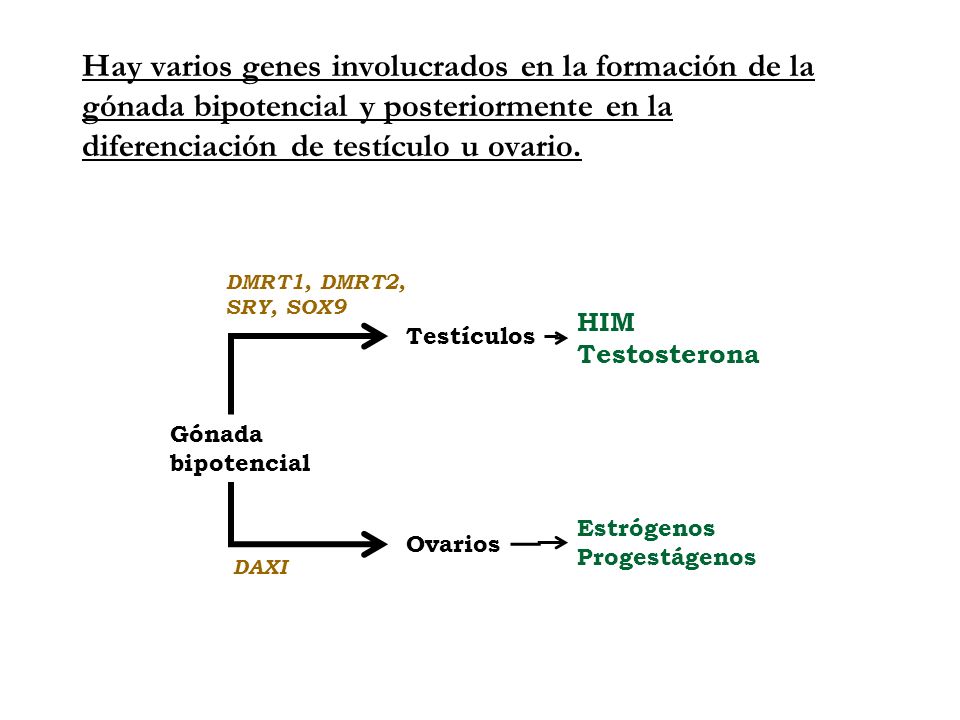Hay varios genes involucrados en la formación de la gónada bipotencial y posteriormente en la diferenciación de testículo u ovario.