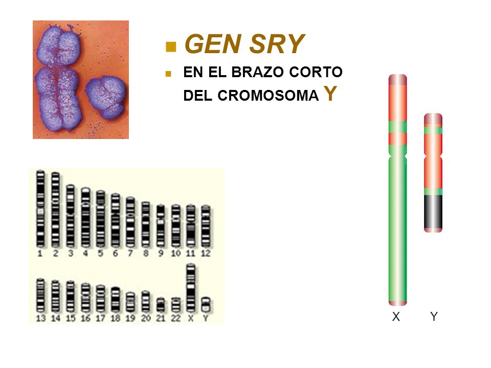 GEN SRY EN EL BRAZO CORTO DEL CROMOSOMA Y