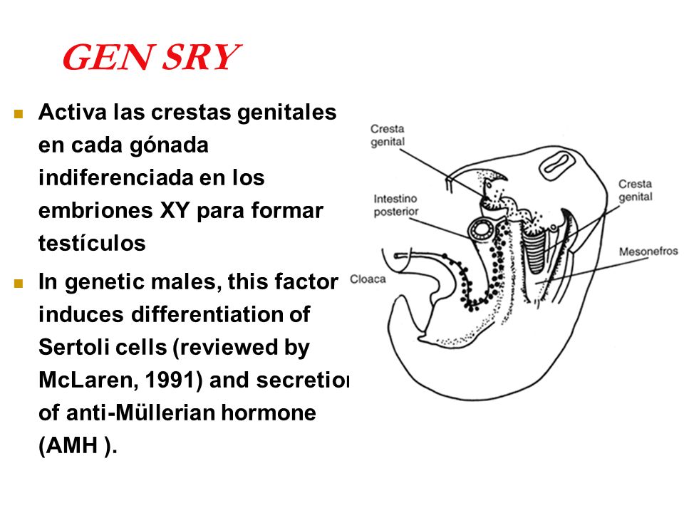 GEN SRY Activa las crestas genitales en cada gónada indiferenciada en los embriones XY para formar testículos.