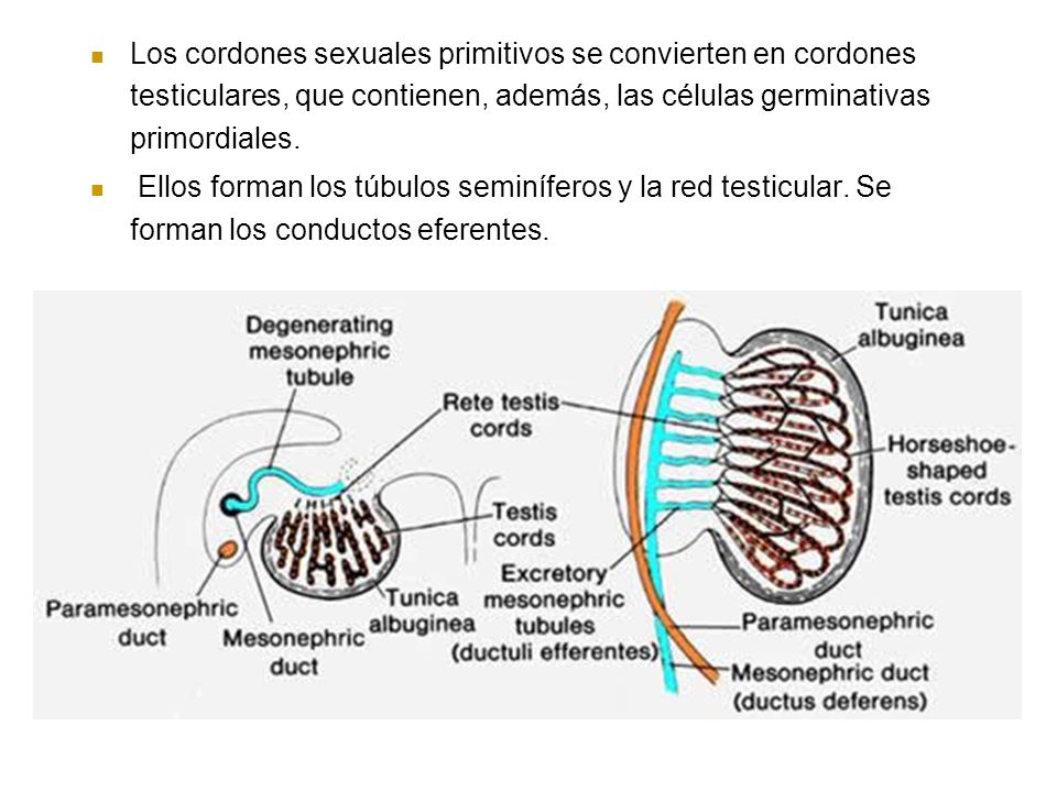 Los cordones sexuales primitivos se convierten en cordones testiculares, que contienen, además, las células germinativas primordiales.