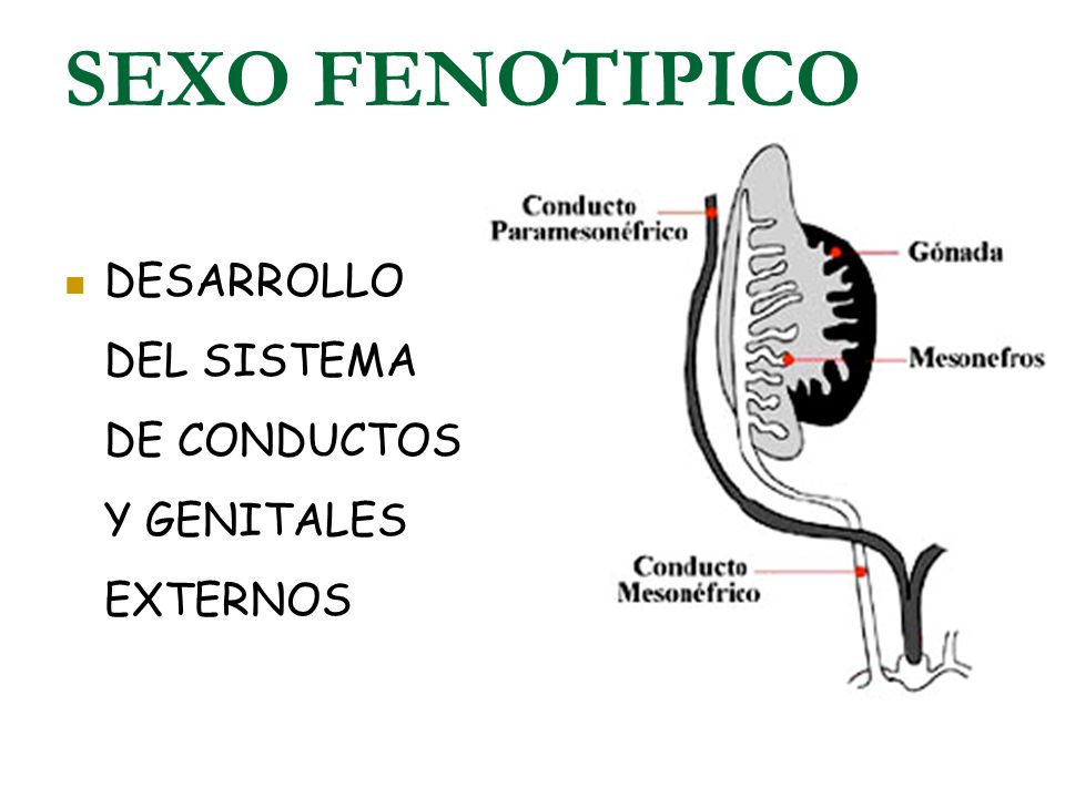 SEXO FENOTIPICO DESARROLLO DEL SISTEMA DE CONDUCTOS Y GENITALES EXTERNOS