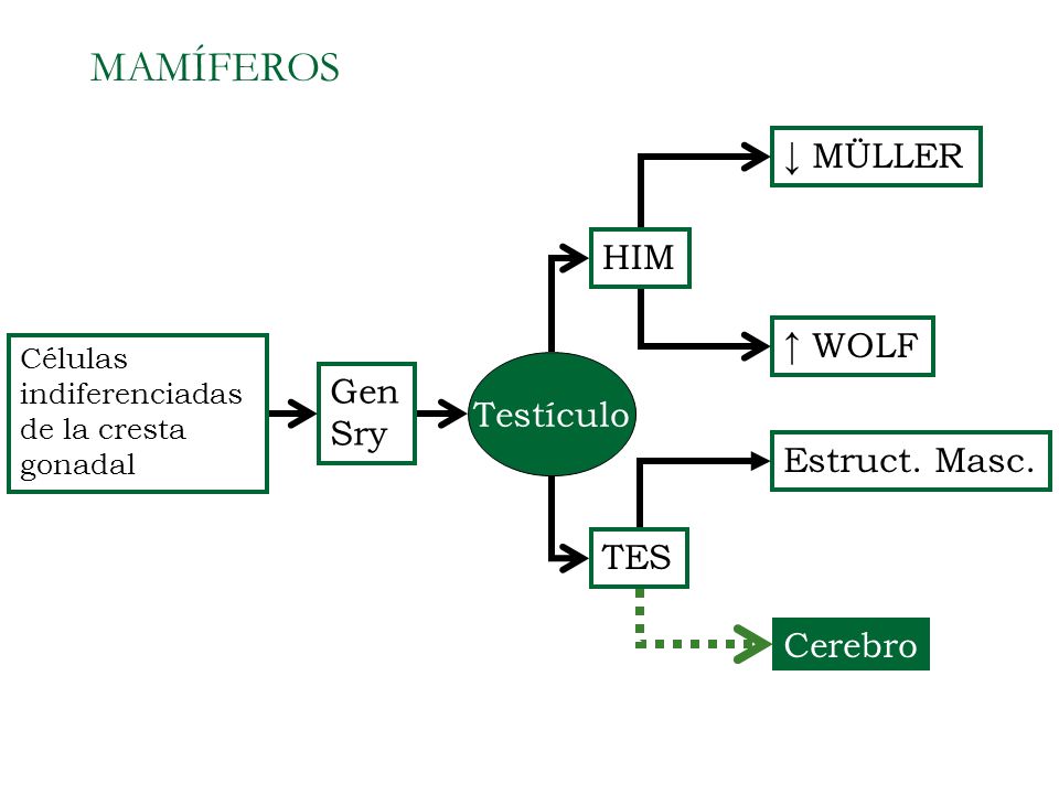 MAMÍFEROS ↓ MÜLLER HIM ↑ WOLF Gen Testículo Sry Estruct. Masc. TES