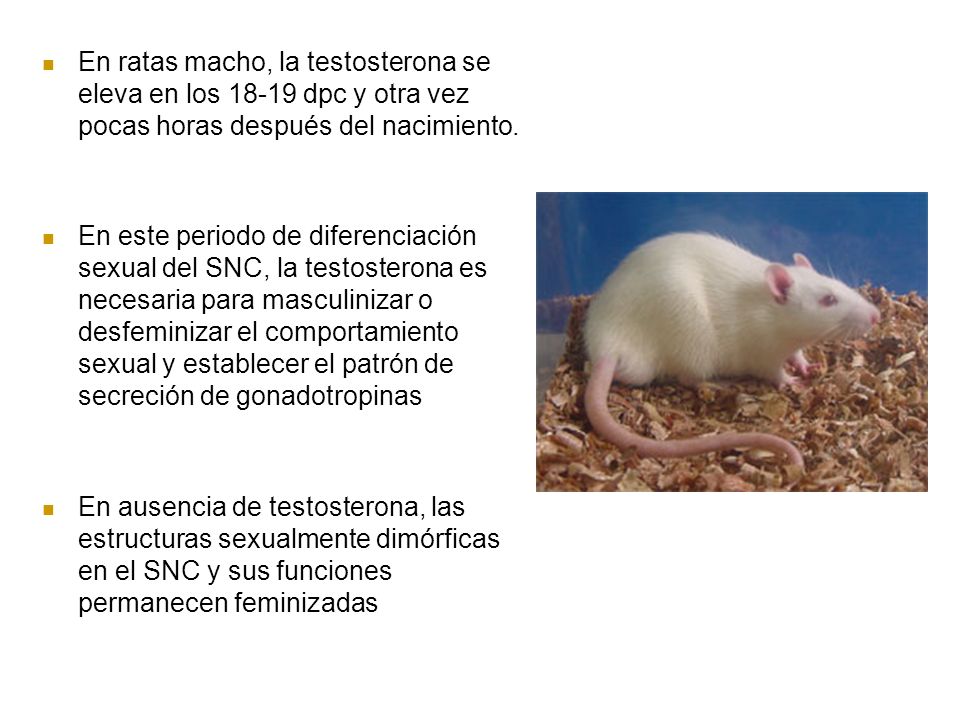 En ratas macho, la testosterona se eleva en los dpc y otra vez pocas horas después del nacimiento.