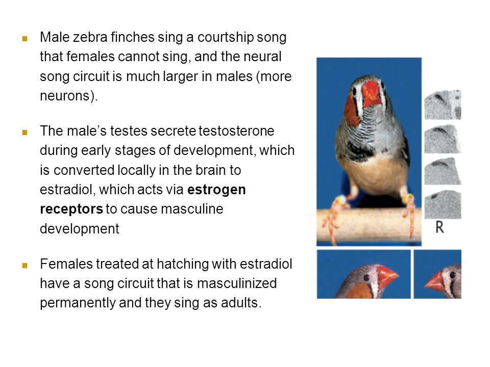 Male zebra finches sing a courtship song that females cannot sing, and the neural song circuit is much larger in males (more neurons).