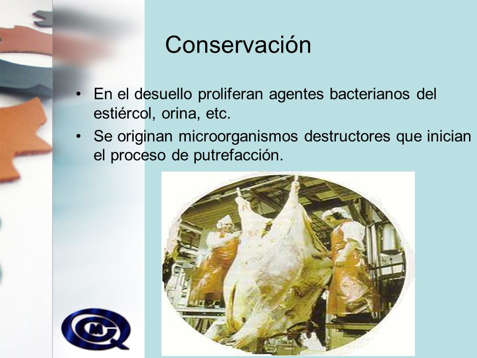 Conservación En el desuello proliferan agentes bacterianos del estiércol, orina, etc.