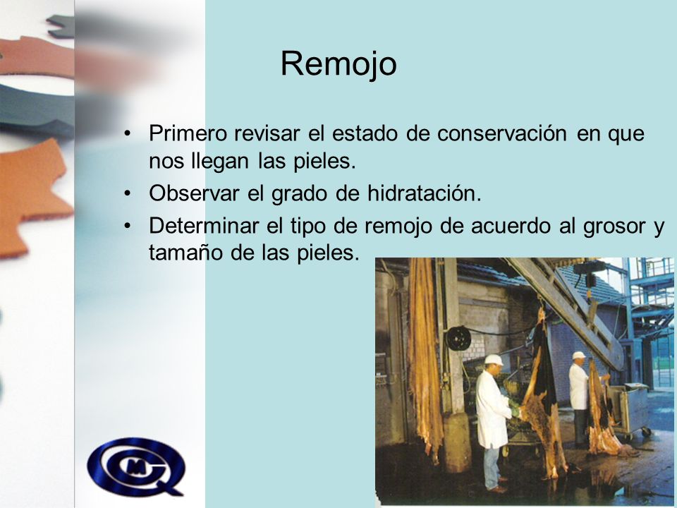 Remojo Primero revisar el estado de conservación en que nos llegan las pieles. Observar el grado de hidratación.