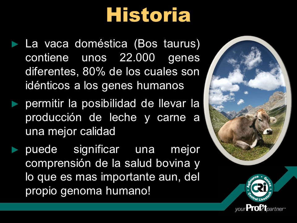 Historia La vaca doméstica (Bos taurus) contiene unos genes diferentes, 80% de los cuales son idénticos a los genes humanos.