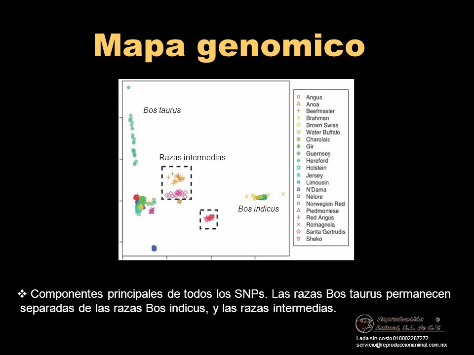 Mapa genomico Bos taurus. Razas intermedias. Bos indicus. Componentes principales de todos los SNPs. Las razas Bos taurus permanecen.