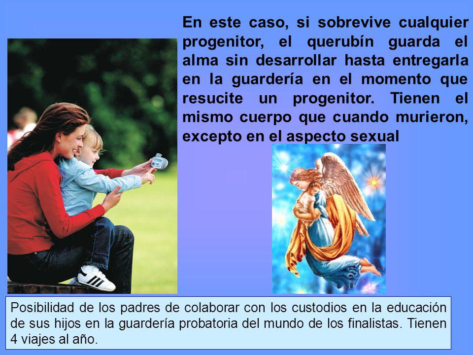En este caso, si sobrevive cualquier progenitor, el querubín guarda el alma sin desarrollar hasta entregarla en la guardería en el momento que resucite un progenitor. Tienen el mismo cuerpo que cuando murieron, excepto en el aspecto sexual