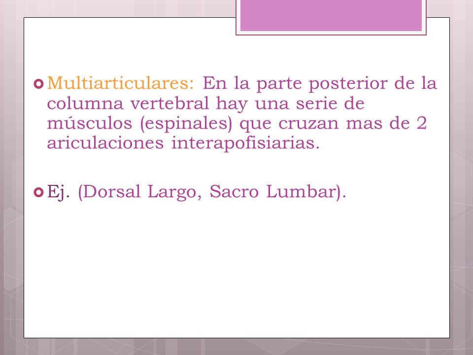 Multiarticulares: En la parte posterior de la columna vertebral hay una serie de músculos (espinales) que cruzan mas de 2 ariculaciones interapofisiarias.
