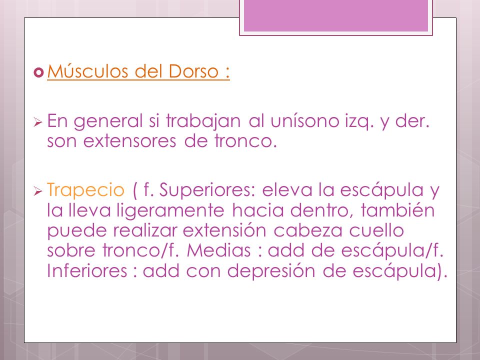 Músculos del Dorso : En general si trabajan al unísono izq. y der. son extensores de tronco.