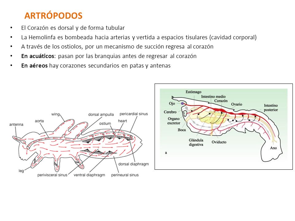 ARTRÓPODOS El Corazón es dorsal y de forma tubular