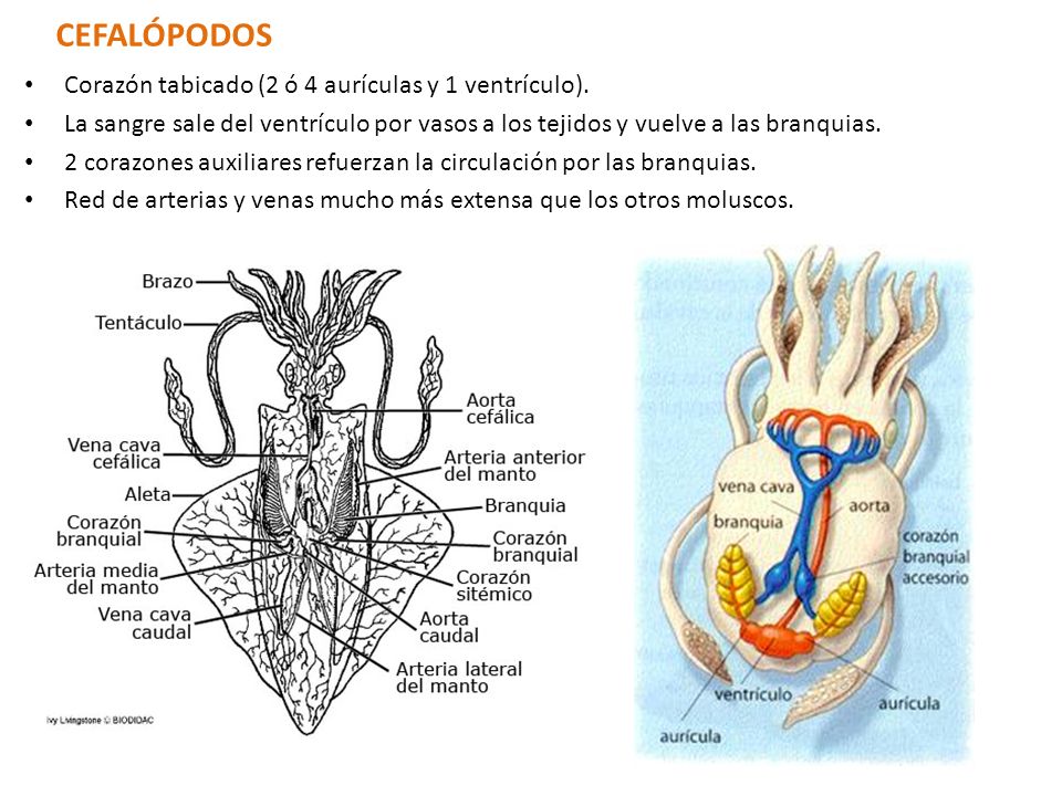 CEFALÓPODOS Corazón tabicado (2 ó 4 aurículas y 1 ventrículo).