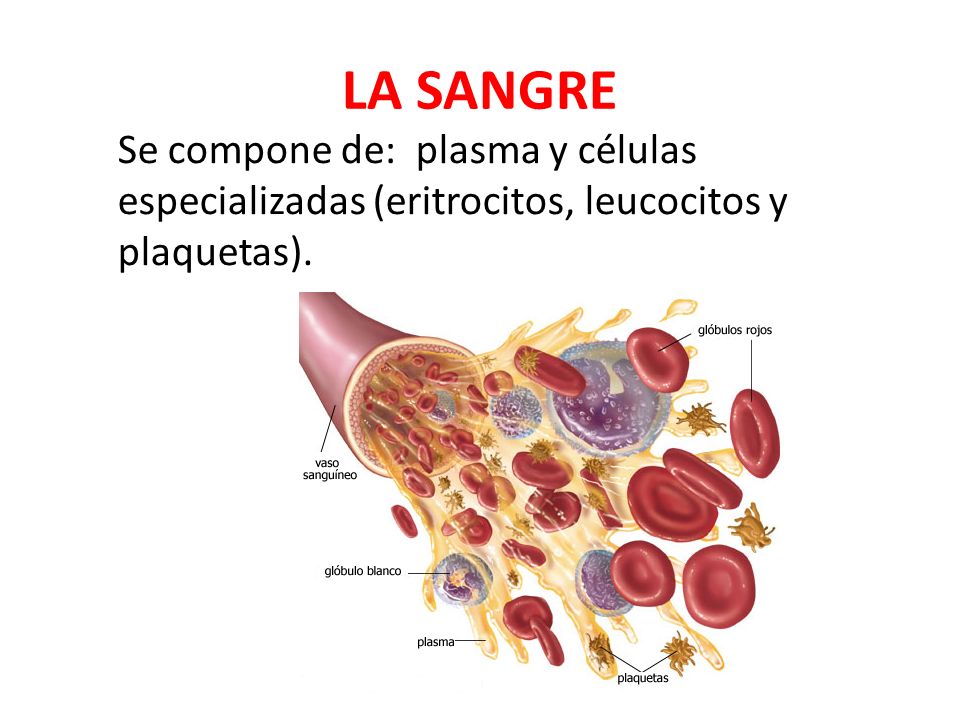 LA SANGRE Se compone de: plasma y células especializadas (eritrocitos, leucocitos y plaquetas).
