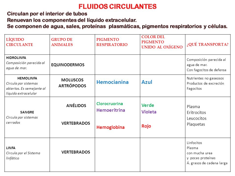 FLUIDOS CIRCULANTES Hemocianina Azul Circulan por el interior de tubos