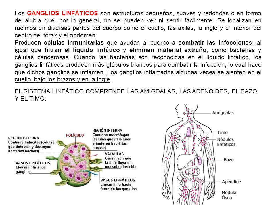 Los GANGLIOS LINFÁTICOS son estructuras pequeñas, suaves y redondas o en forma de alubia que, por lo general, no se pueden ver ni sentir fácilmente. Se localizan en racimos en diversas partes del cuerpo como el cuello, las axilas, la ingle y el interior del centro del tórax y el abdomen.
