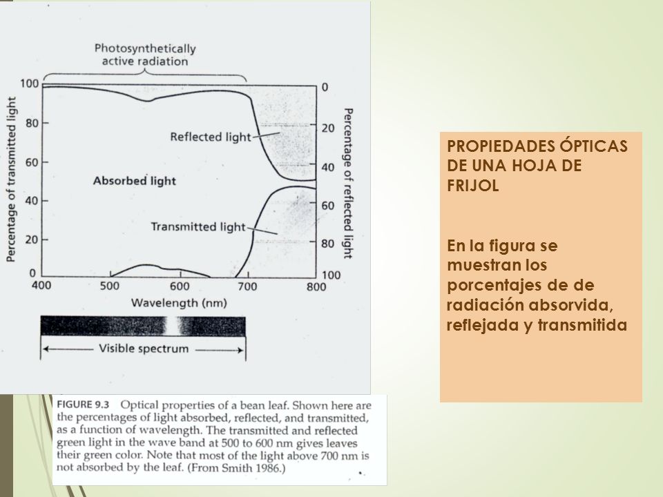 PROPIEDADES ÓPTICAS DE UNA HOJA DE FRIJOL En la figura se muestran los porcentajes de de radiación absorvida, reflejada y transmitida
