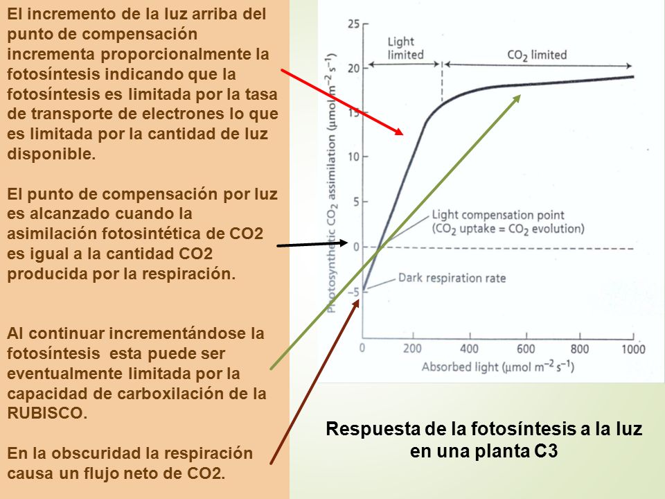 Respuesta de la fotosíntesis a la luz en una planta C3