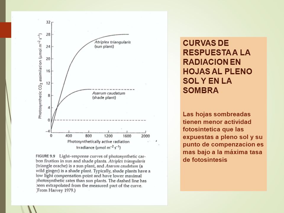 CURVAS DE RESPUESTA A LA RADIACION EN HOJAS AL PLENO SOL Y EN LA SOMBRA Las hojas sombreadas tienen menor actividad fotosintetica que las expuestas a pleno sol y su punto de compenzacion es mas bajo a la máxima tasa de fotosintesis