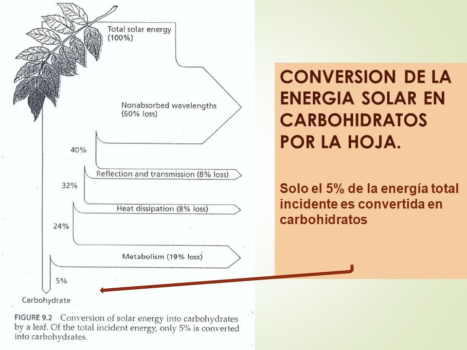 CONVERSION DE LA ENERGIA SOLAR EN CARBOHIDRATOS POR LA HOJA