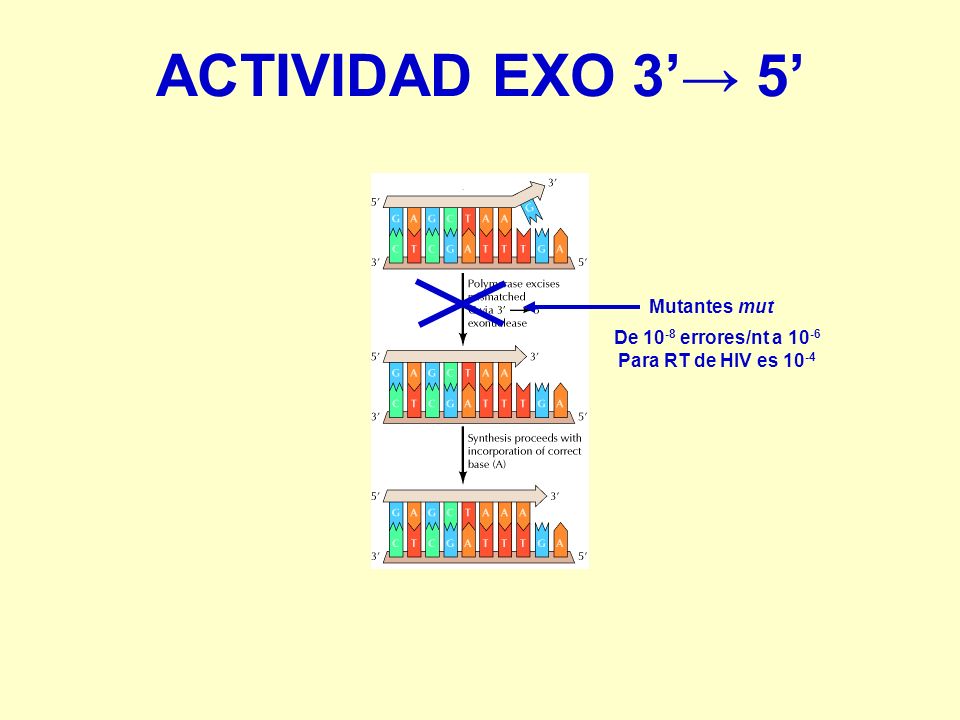 ACTIVIDAD EXO 3’→ 5’ Mutantes mut De 10-8 errores/nt a 10-6