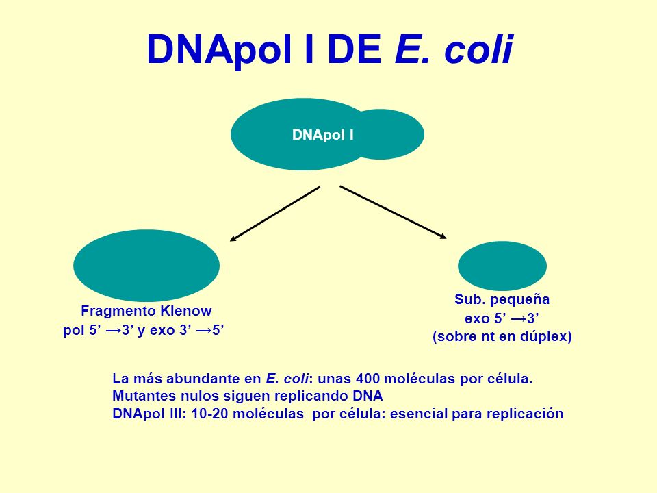DNApol I DE E. coli DNApol I Sub. pequeña exo 5’ →3’ Fragmento Klenow