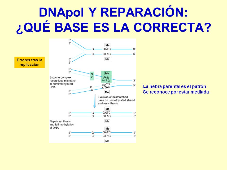 DNApol Y REPARACIÓN: ¿QUÉ BASE ES LA CORRECTA
